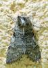 Achlya flavicornis